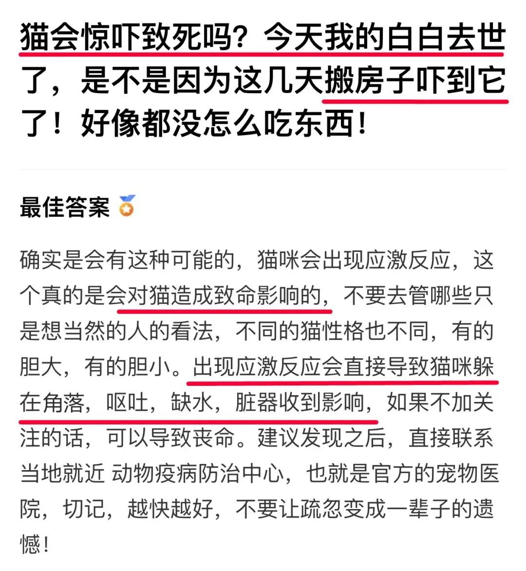 *子骗**又出新套路，可爱小猫沦为「骗钱工具人」