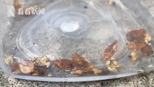 住了民宿发现臭虫,到底是谁之过原版