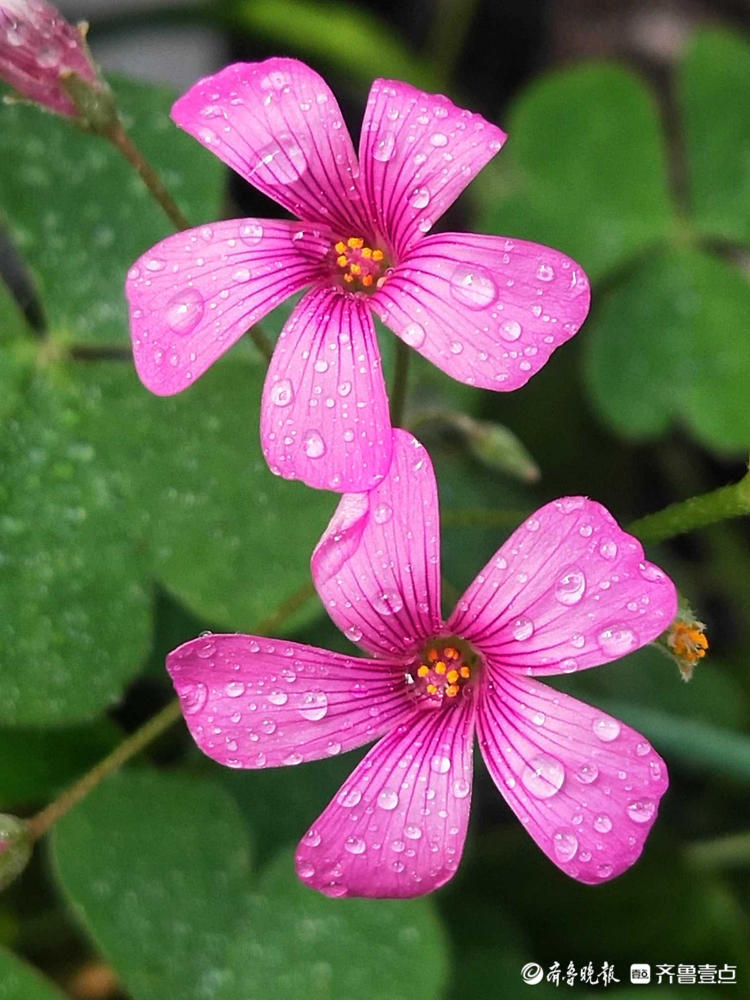 情报站｜日出绽放夜晚闭合，这样的紫色小花你见过吗？快来了解下