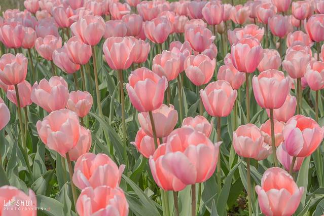 绘画我和春天有个约会,亲子绘画我和春天有个约会