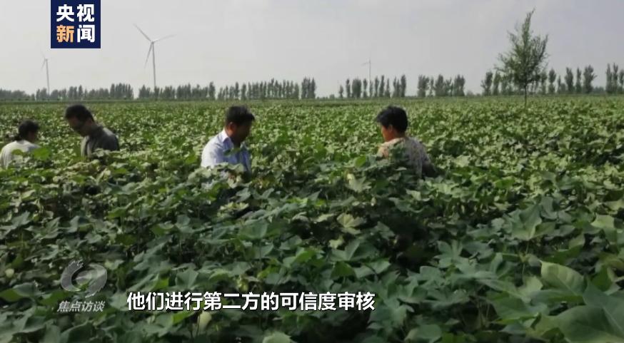 白棉花有假的吗,黑心棉被调查视频