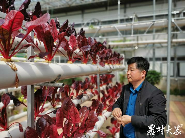 大棚种花和种菜,花园立体种植蔬菜