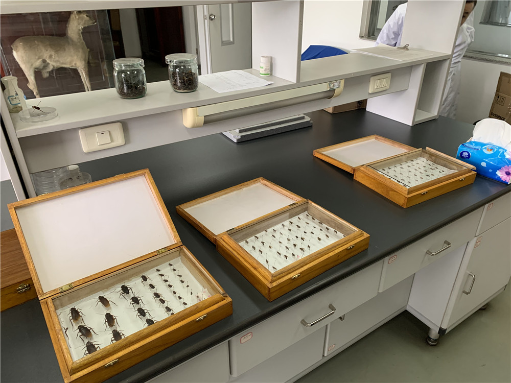 养蚊子专家告诉你这些防蚊虫秘方,夏天蚊虫叮咬防蚊有神招