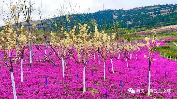 清明时节万物清新,清明万物新