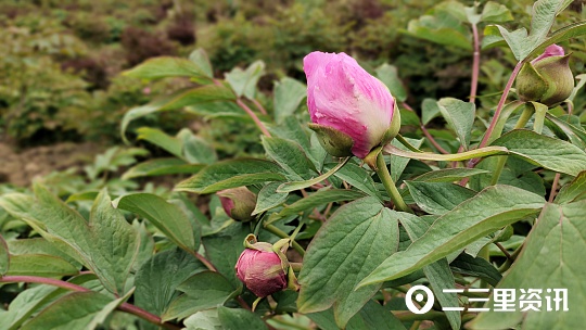 蜜蜂花间采蜜技巧,蜜蜂什么时候能采蜜呀图片