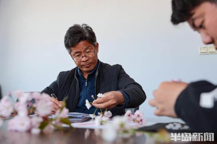 青岛樱花品种大全,青岛绿色樱花品种