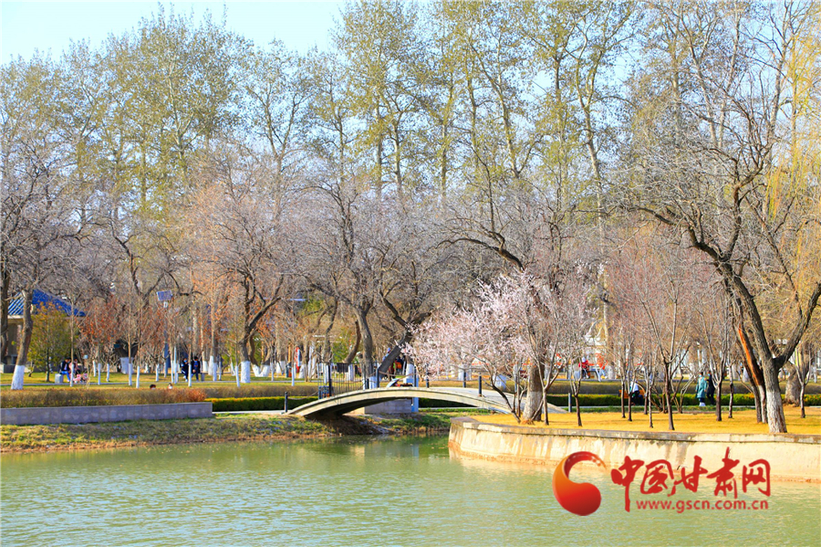 安宁白凤桃树苗,安宁白凤桃的特点