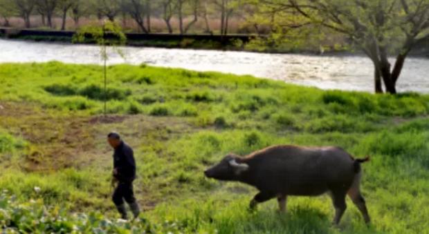 义乌美食及景点,义乌一日游必打卡美食