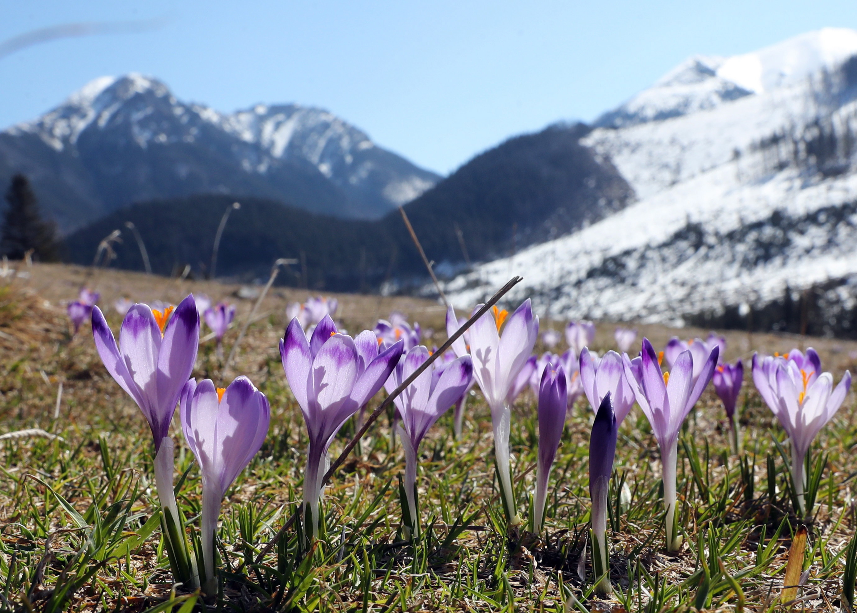 番红花开花后怎么处理,番红花开花期