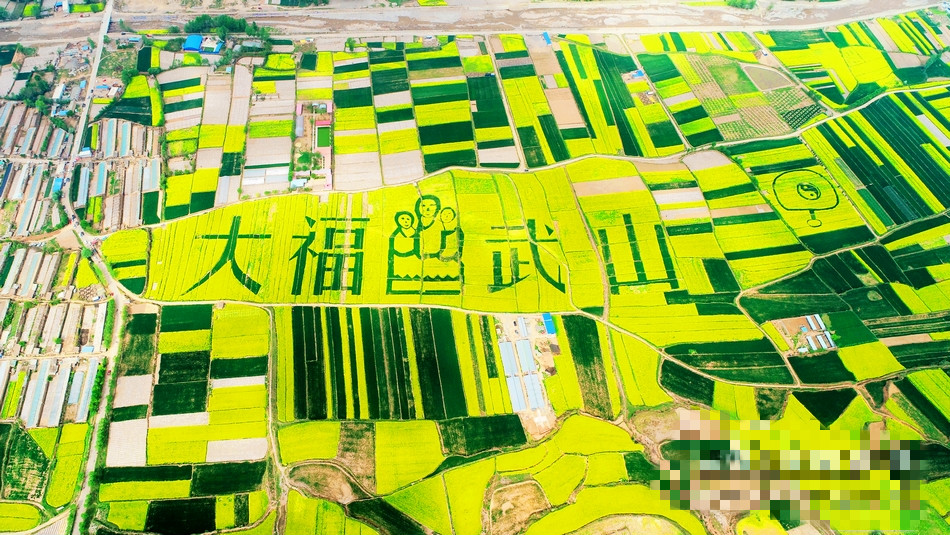 甘肃武山油菜花开了,武山的油菜花开了吗