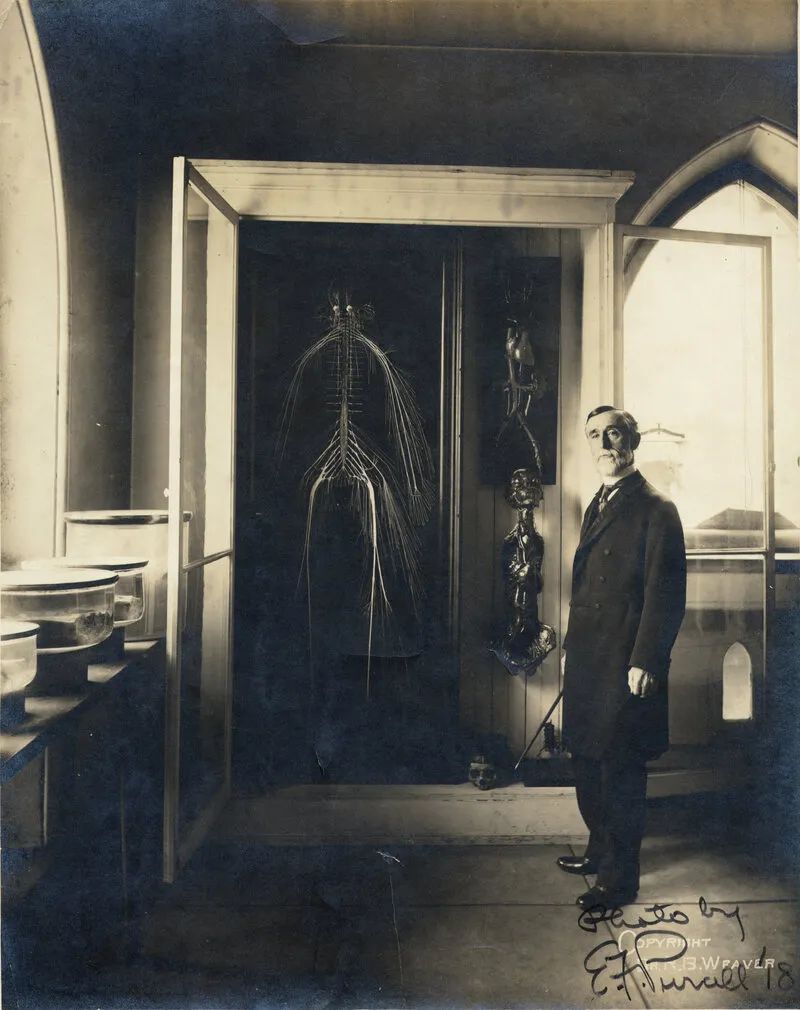 人体解剖的黑暗历史,人体解剖的黑暗故事