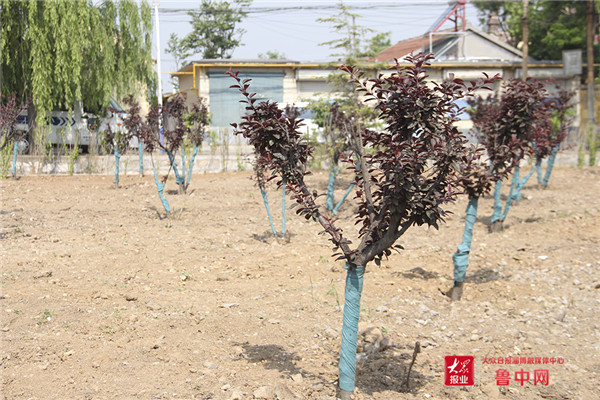 山东淄博张店区,山东淄博gdp