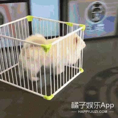 真设计鬼才!帽子是抽纸盒鞋子是充电宝,这确定不是给人添堵的?