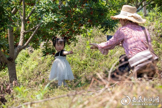 杨梅红了｜娄底摄影“大咖”用镜头聚焦新化杨梅