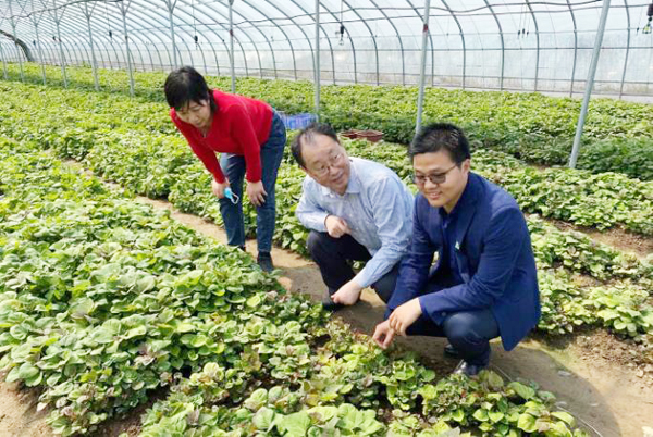 农产品地瓜深加工,小地瓜大产业简介