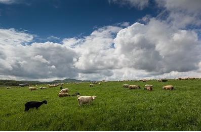 招聘放羊工人400一天包吃住,牧羊人招工