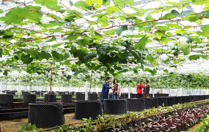 当村民小组长43年,周宝生干得怎么样?