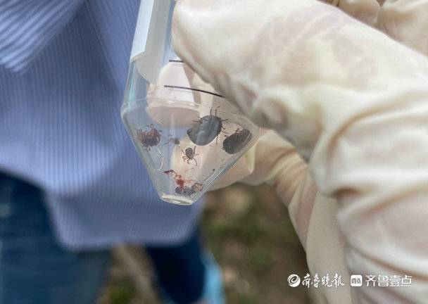 一只羊身上有12只虫子,疾控人员在家找出大量蜱虫