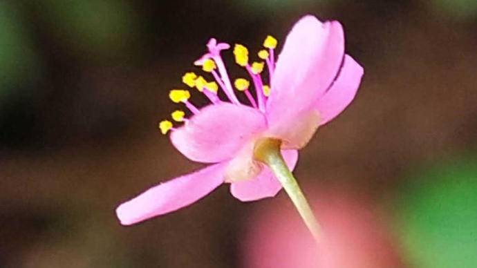 土人参开花是什么样子,土人参开花视频