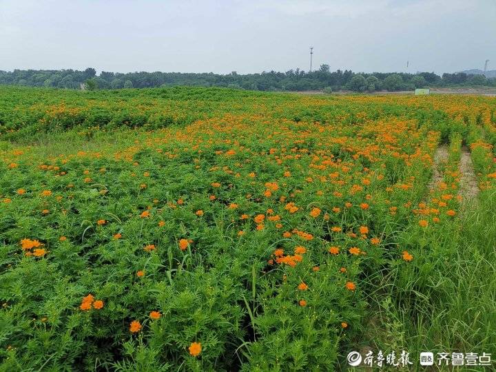 济南黄河网红打卡地攻略最新,济南网红打卡地景点经三路