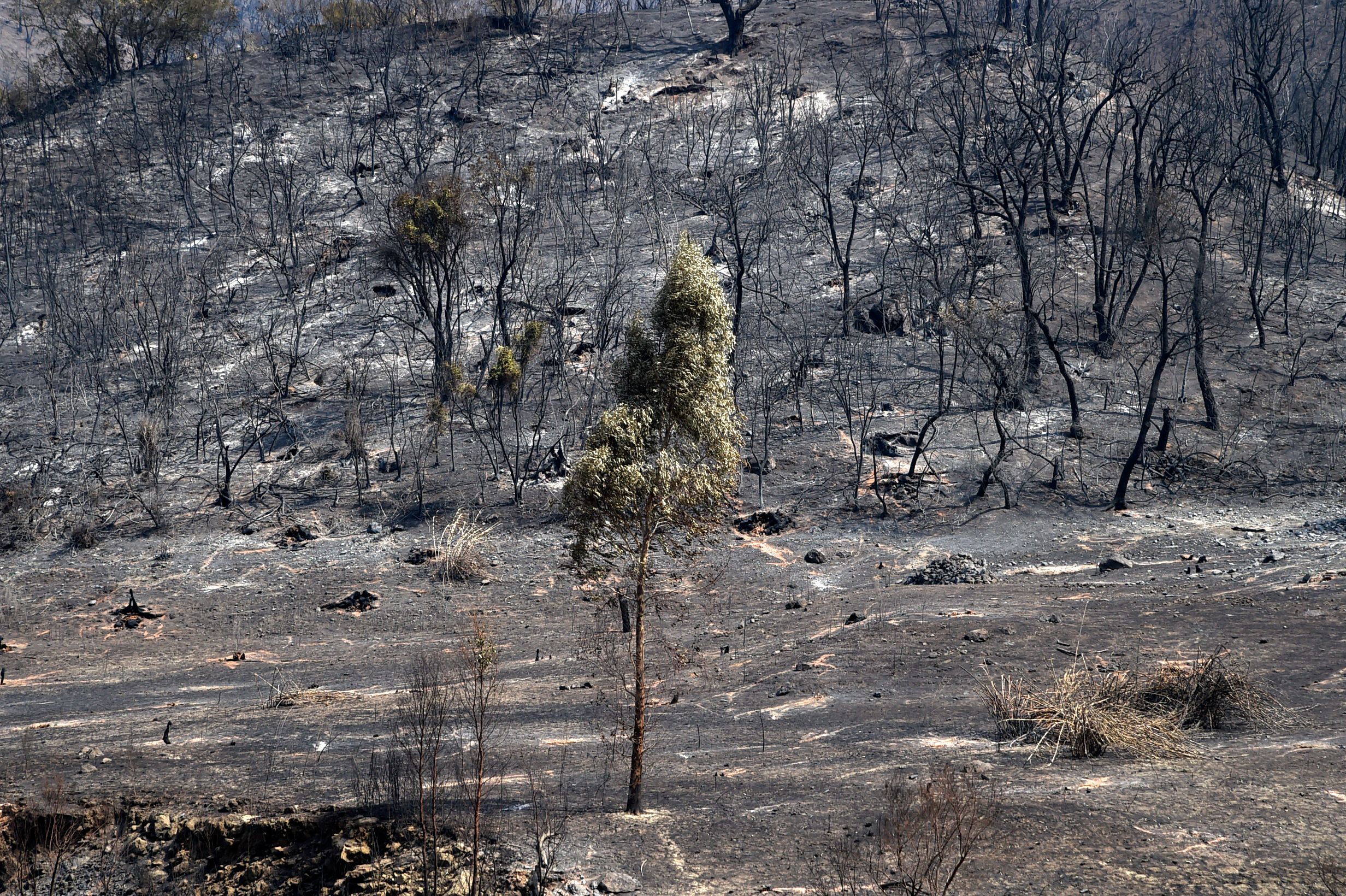 阿尔及利亚发生森林大火,阿尔及利亚发生森林大火原因