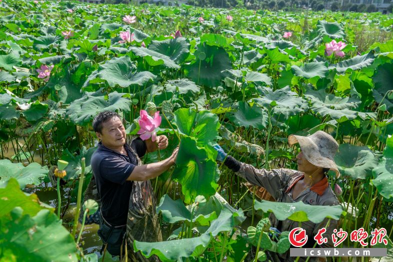 赏荷塘悦色看振兴图景