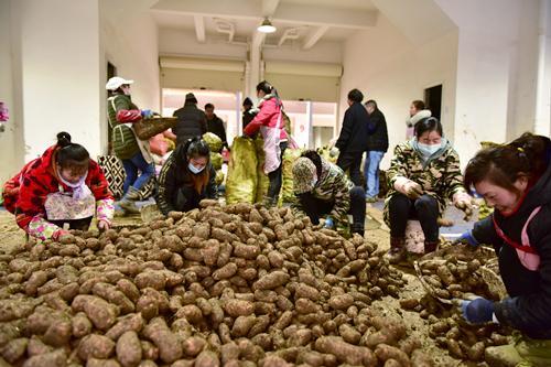 云南昭通小金天麻,云南省昭通市彝良县小草坝镇天麻