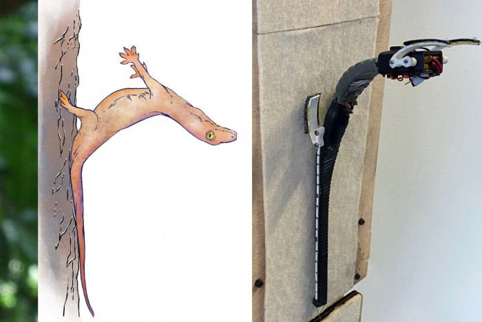 对壁虎“着陆”过程的新认识可能导致更灵活的机器人的出现