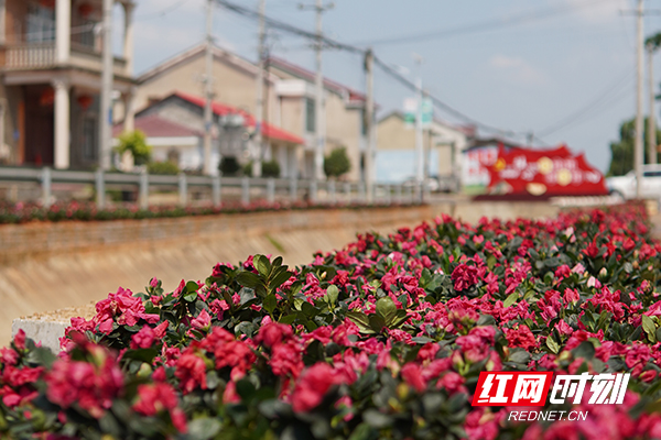 走进赫山看小康⑤｜农家院落换新颜沙岭村打造生态宜居美丽乡村