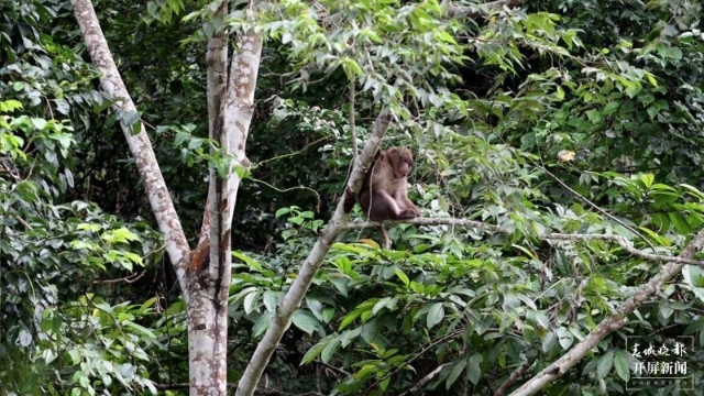 熊猴现身保山龙陵,龙陵小黑山拍摄地点在哪