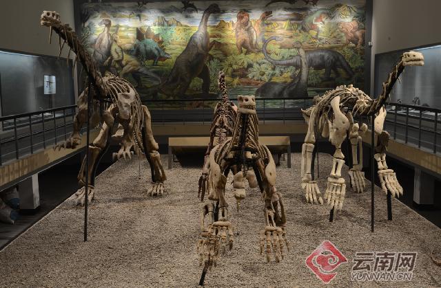 云南大理奇妙博物馆,云南生命博物馆