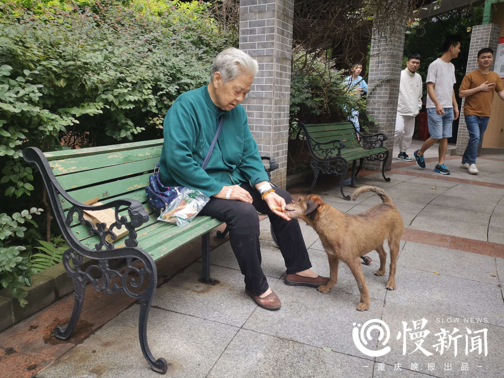 流浪狗在小区咬人怎么办,流浪狗伤人多长时间可以休息