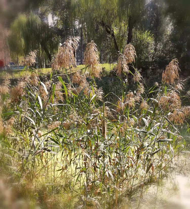 从电影《长津湖》想到的/赵顺年