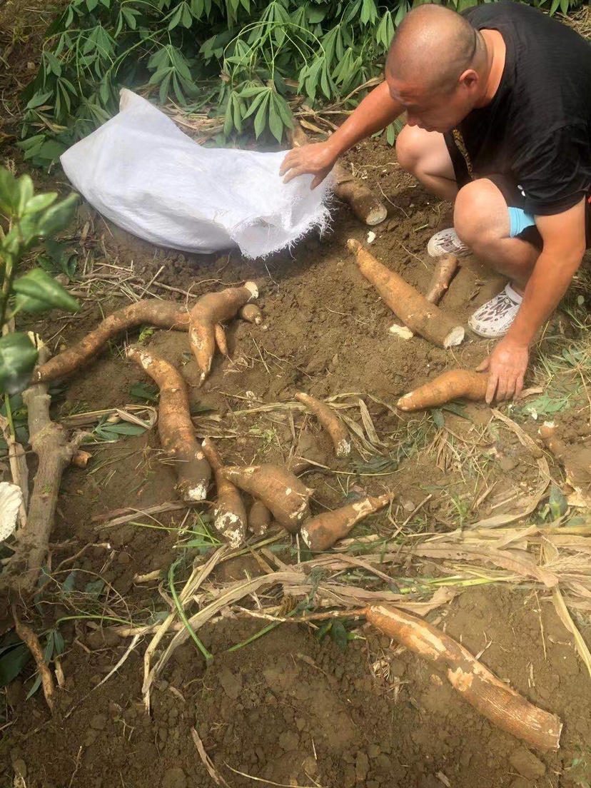 姐姐转战多个水库，鲮鱼爆护，豆豉鲮鱼不吃却拉回一麻袋有毒木薯