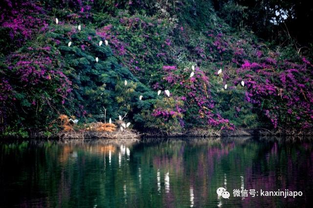 他七十八年前从中国下南洋，没想从此两地隔绝，再没回头