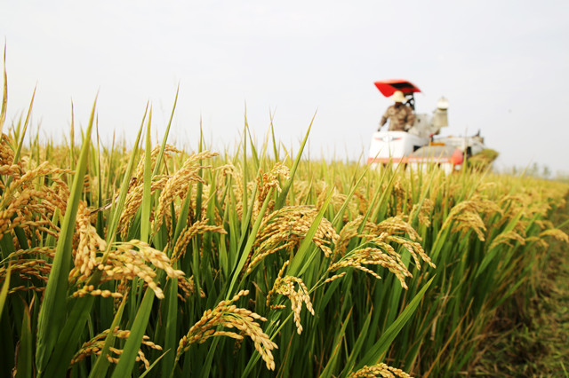 外眼看,护大河之洲引百鸟来栖
