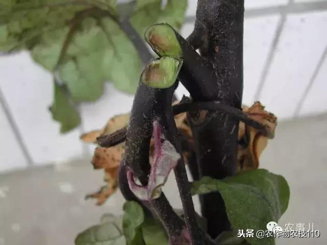 种茄子的六个步骤简短文字,种茄子的基本知识