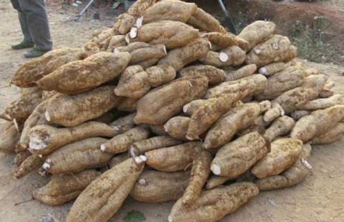 农村山上长的葛根能做药材吗,农村的一种野草根像人参