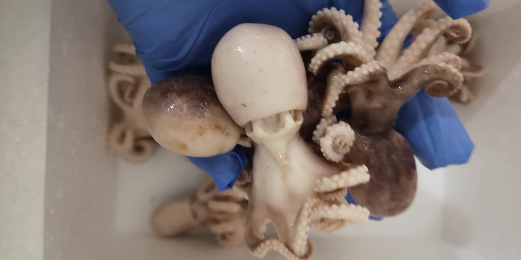 盘它！老不大俗称小八爪！