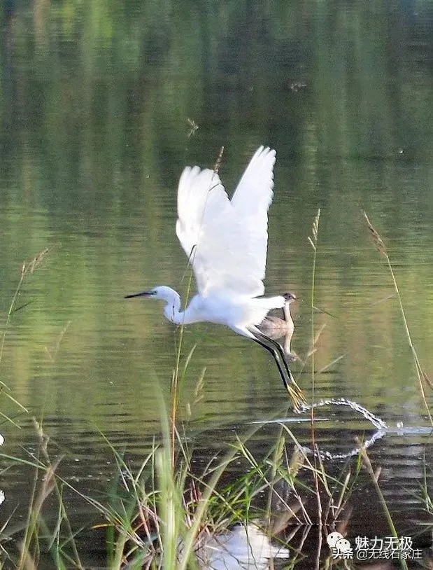 澶х編鏃犳瀬楂樻竻鐩存挱,澶х編鏃犳瀬