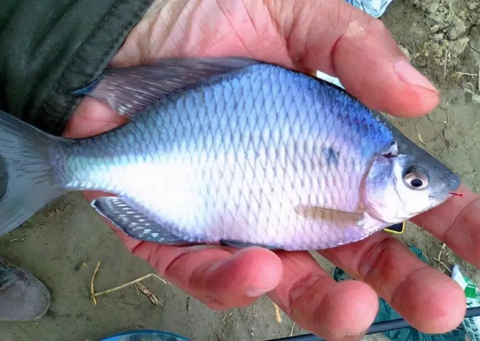 形似粑粑的食物,形似罗非鱼的鱼叫什么