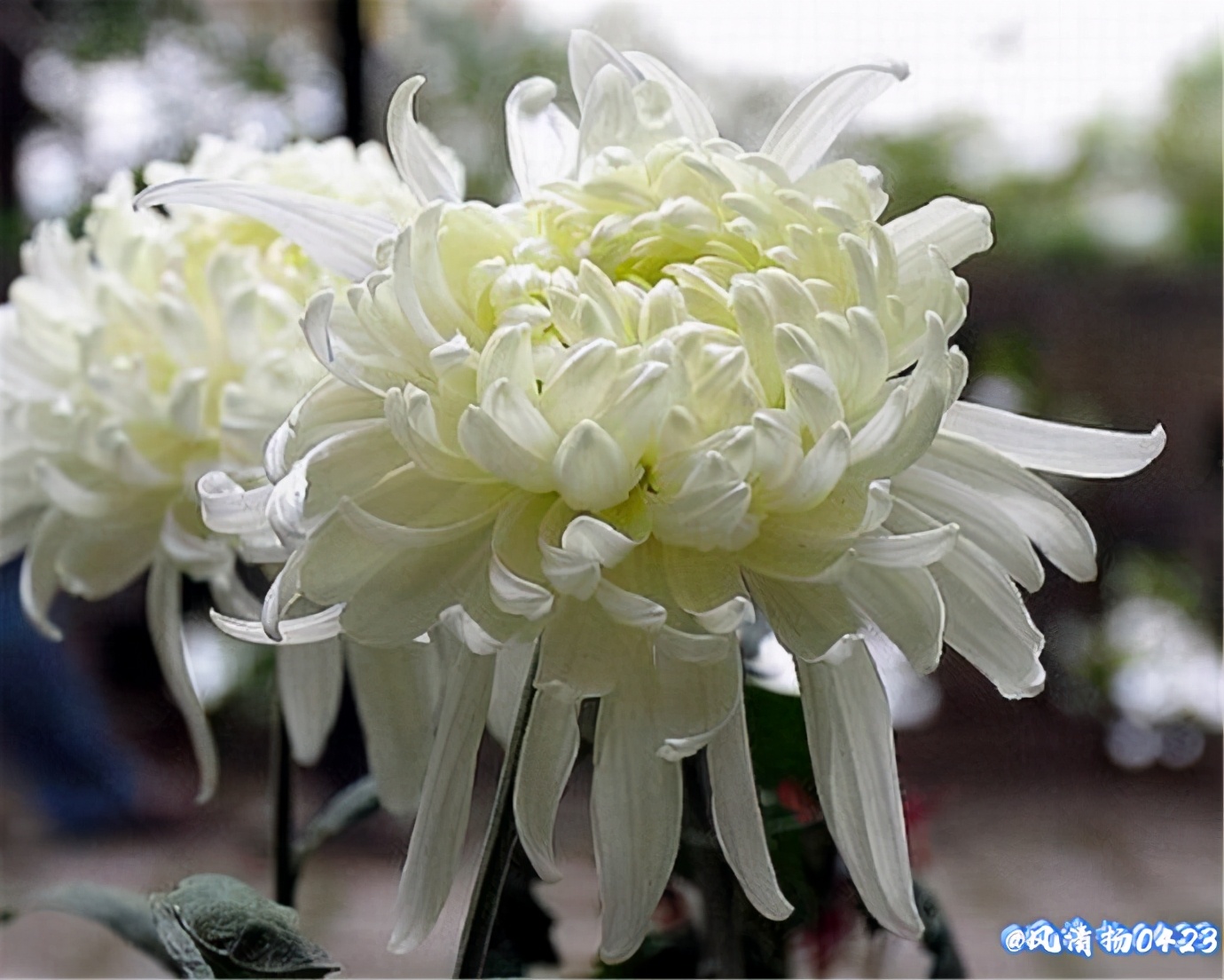 龙姓基因,龙基因斗鱼