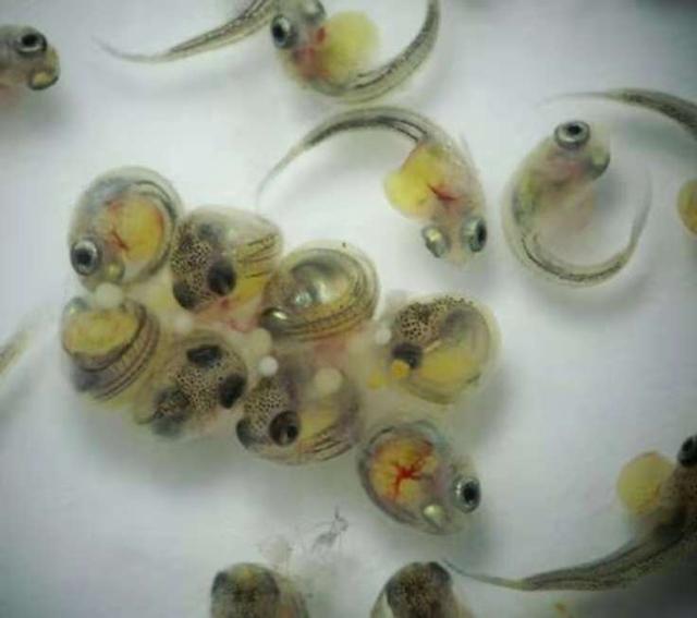 孔雀鱼苗刚出生肚子有个圆的东西,怎么样判断孔雀鱼苗刚出生不健康