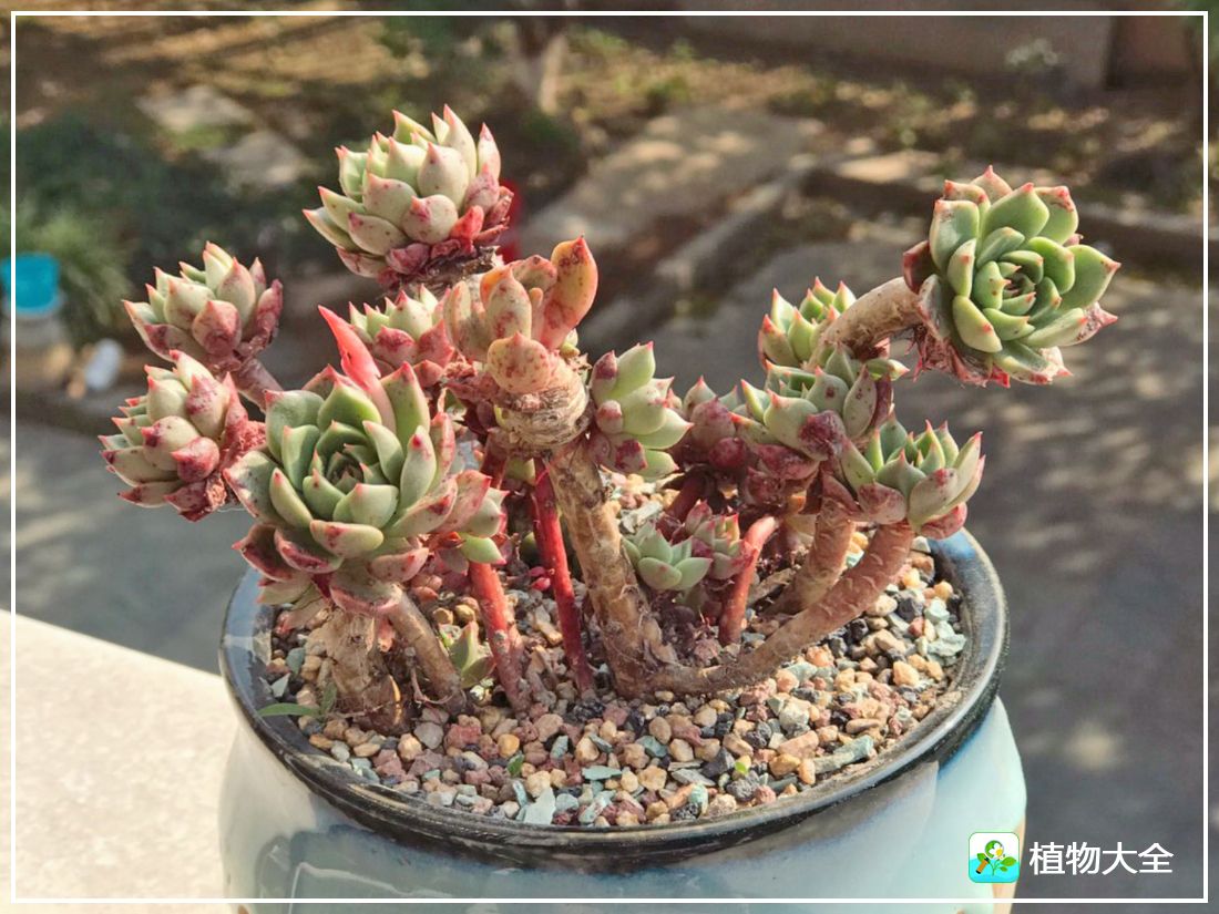 艾格尼亚多肉植物,多肉植物奥利维亚