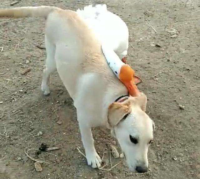 兔子把鸡咬秃了,兔子眼睛被鸡啄瞎了