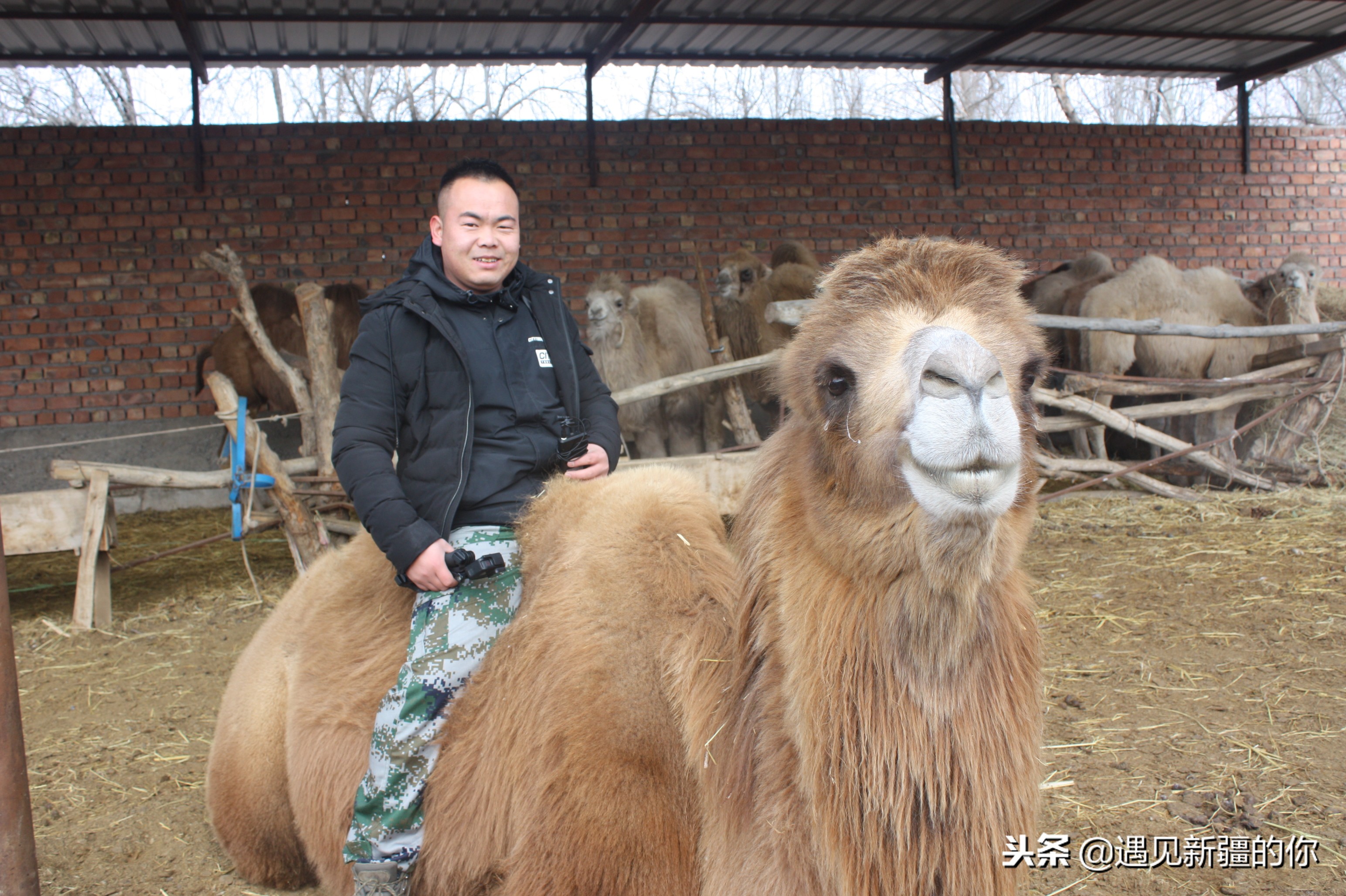 *疆新**天山南麓的一个山区产一种奶，受到游客的追捧千万别错过