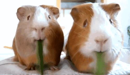 你了解豚鼠吗,豚鼠最大的缺点是什么