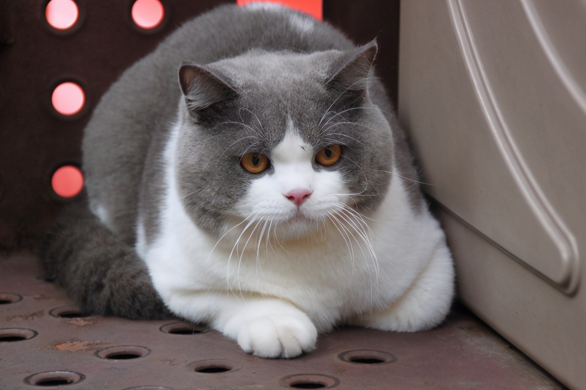 怎么分辨英短血统纯不纯,英短乳白怎么看纯不纯