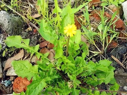 那些常见却叫不上名字的野花野草,常见的野花野草却是农家之宝