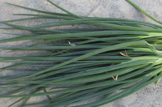 小葱叶发黄小妙招,小葱叶发黄枯萎是什么原因